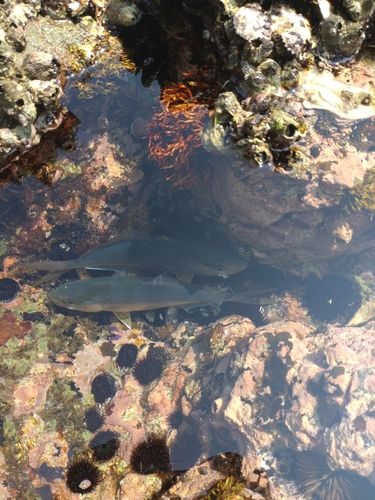 ネイリの釣果