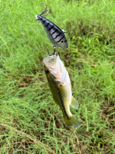 ラージマウスバスの釣果