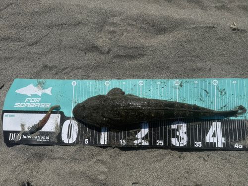 マゴチの釣果