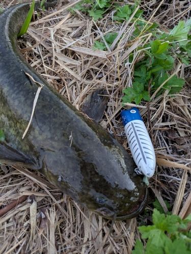 ナマズの釣果