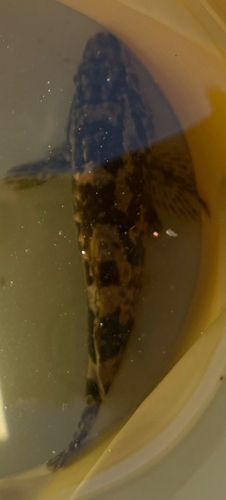 タケノコメバルの釣果