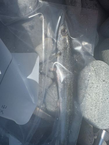 カマスの釣果