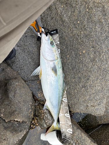 ワラサの釣果