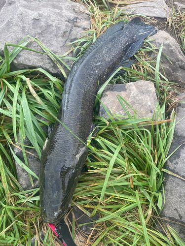 ライギョの釣果