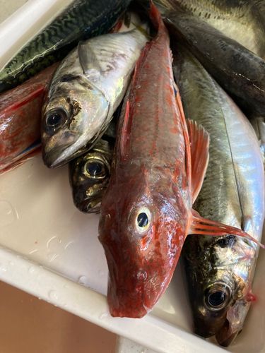 ホウボウの釣果