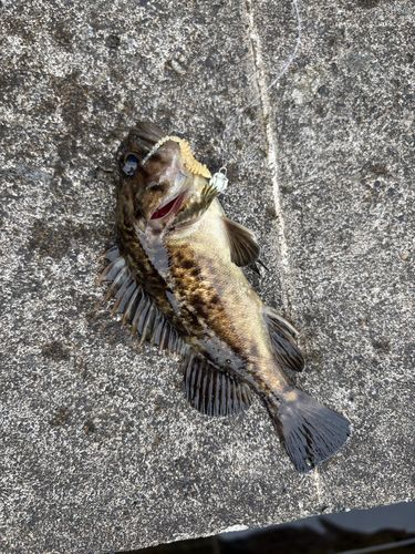 クロソイの釣果