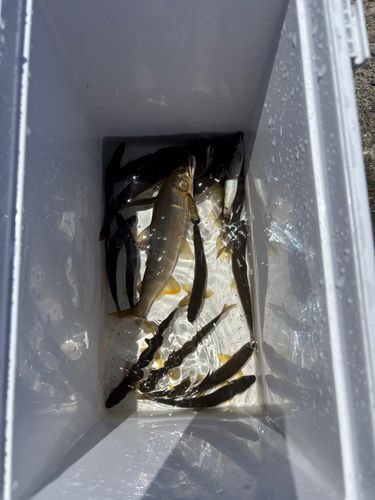 アユの釣果