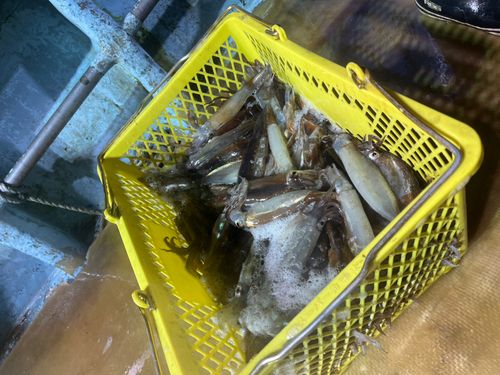 スルメイカの釣果