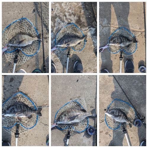 チヌの釣果