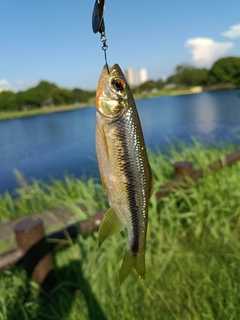 カワムツの釣果