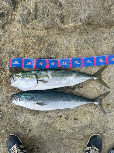 ブリの釣果