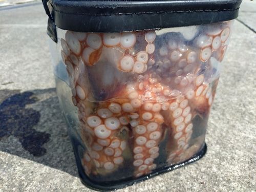 タコの釣果