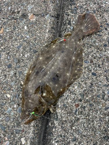 ヒラメの釣果