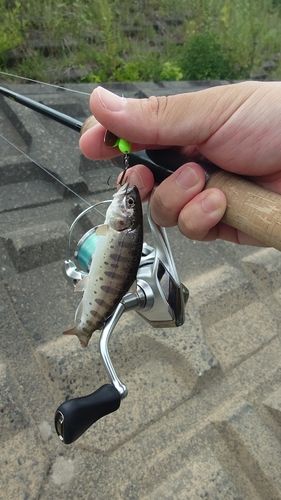 ヤマメの釣果