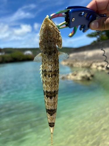 エソの釣果