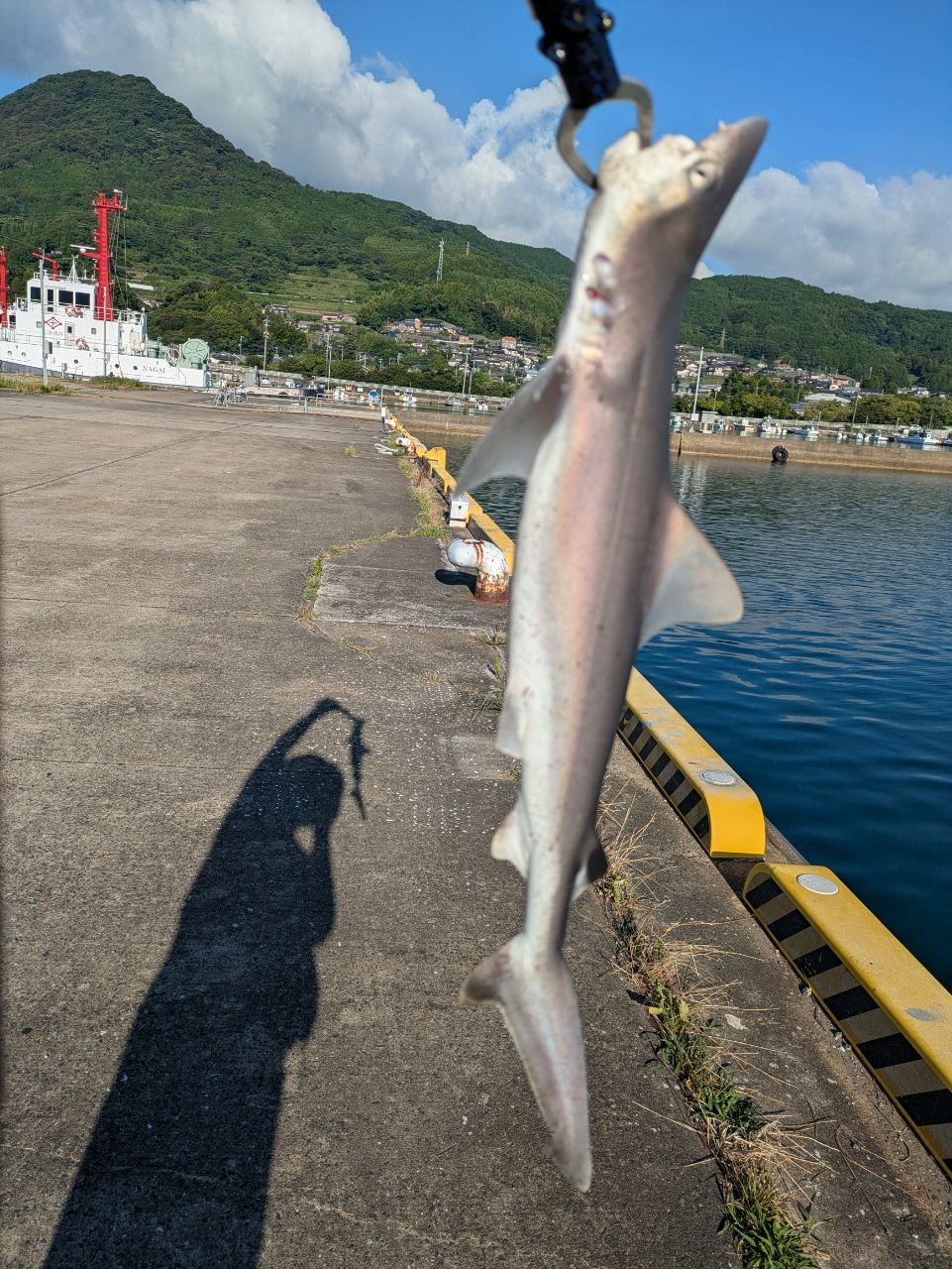 アングラー97843151 さんの 2026年07月25日のサメの釣り・釣果情報
