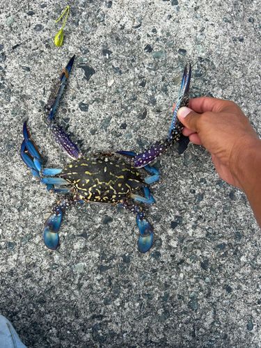 カニの釣果