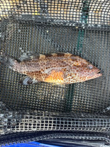 オオモンハタの釣果