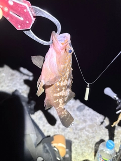 キジハタの釣果