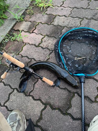 ライギョの釣果