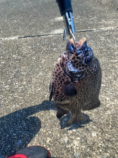 イシガキダイの釣果