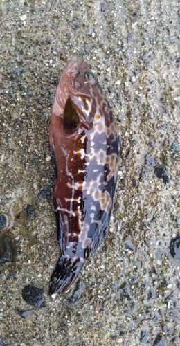 マハタの釣果