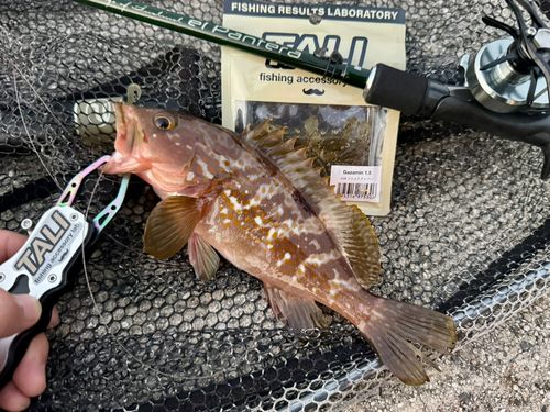 アコウの釣果