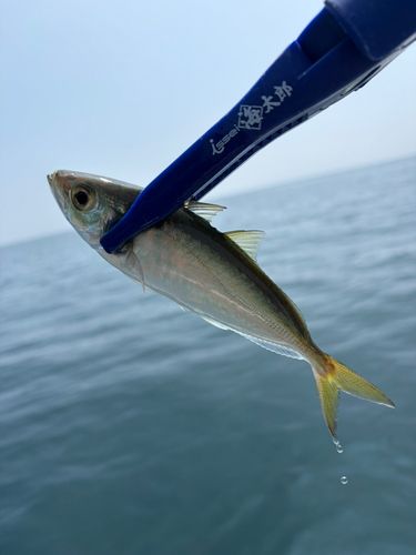 メアジの釣果