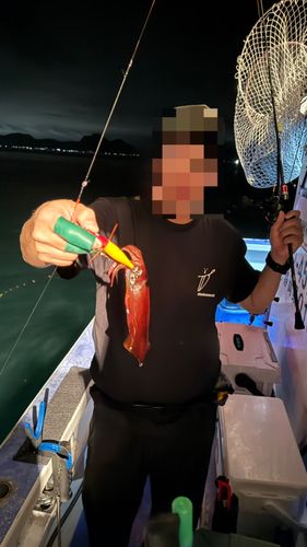 マルイカの釣果