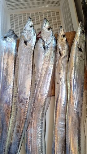 タチウオの釣果