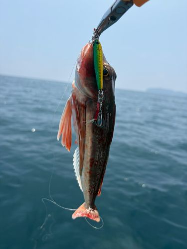 ホウボウの釣果