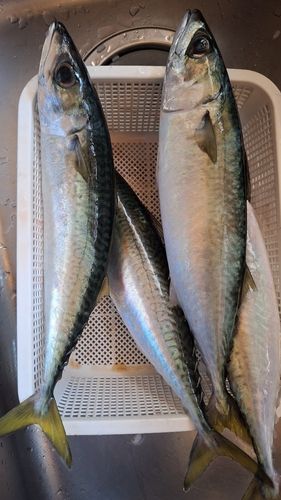 サバの釣果