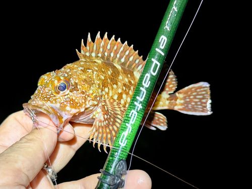 ガシラの釣果