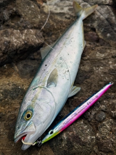 ワカシの釣果