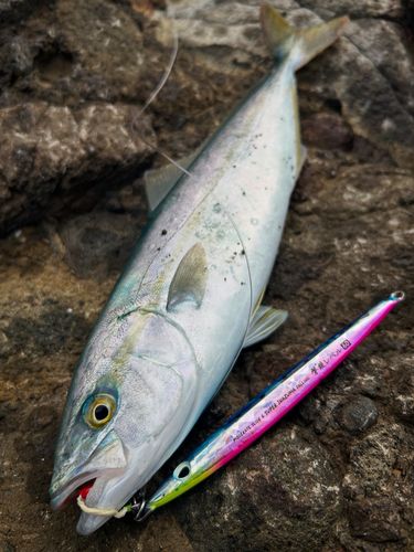 ワカシの釣果