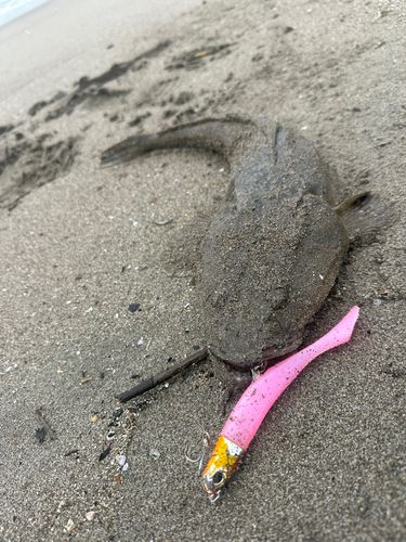 マゴチの釣果