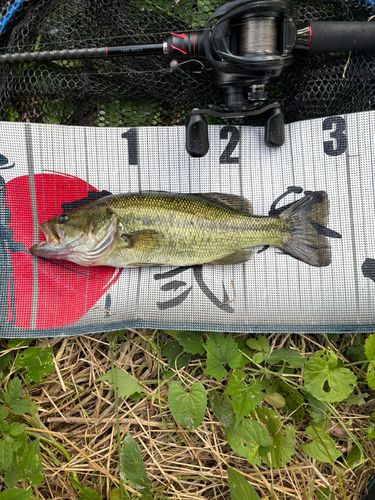 ラージマウスバスの釣果