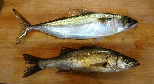 サバの釣果