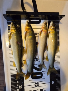 アユの釣果