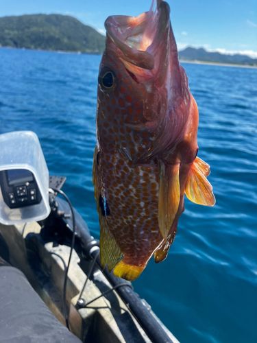 キジハタの釣果