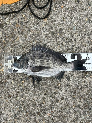 クロダイの釣果