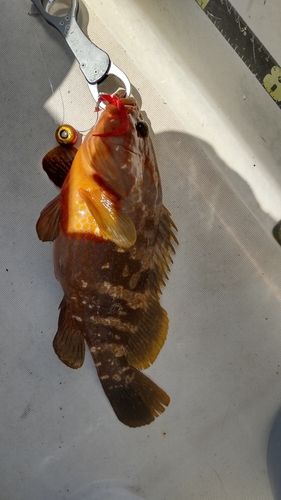 キジハタの釣果