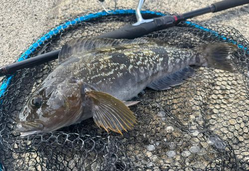 アイナメの釣果
