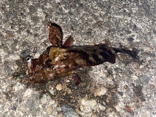 カサゴの釣果