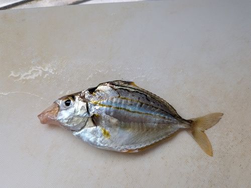 ヒイラギの釣果