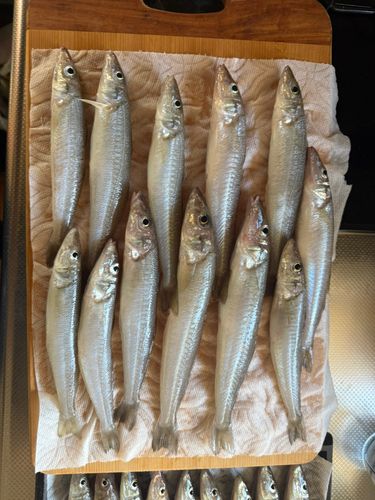 キスの釣果