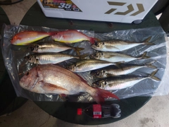 マダイの釣果