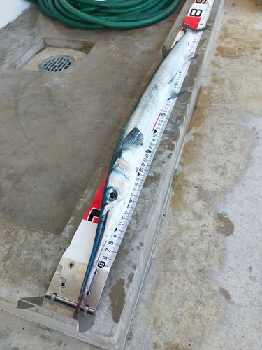 ダツの釣果