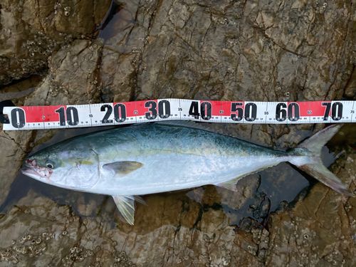 ワラサの釣果