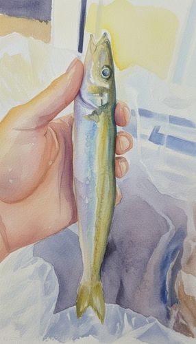 シロギスの釣果